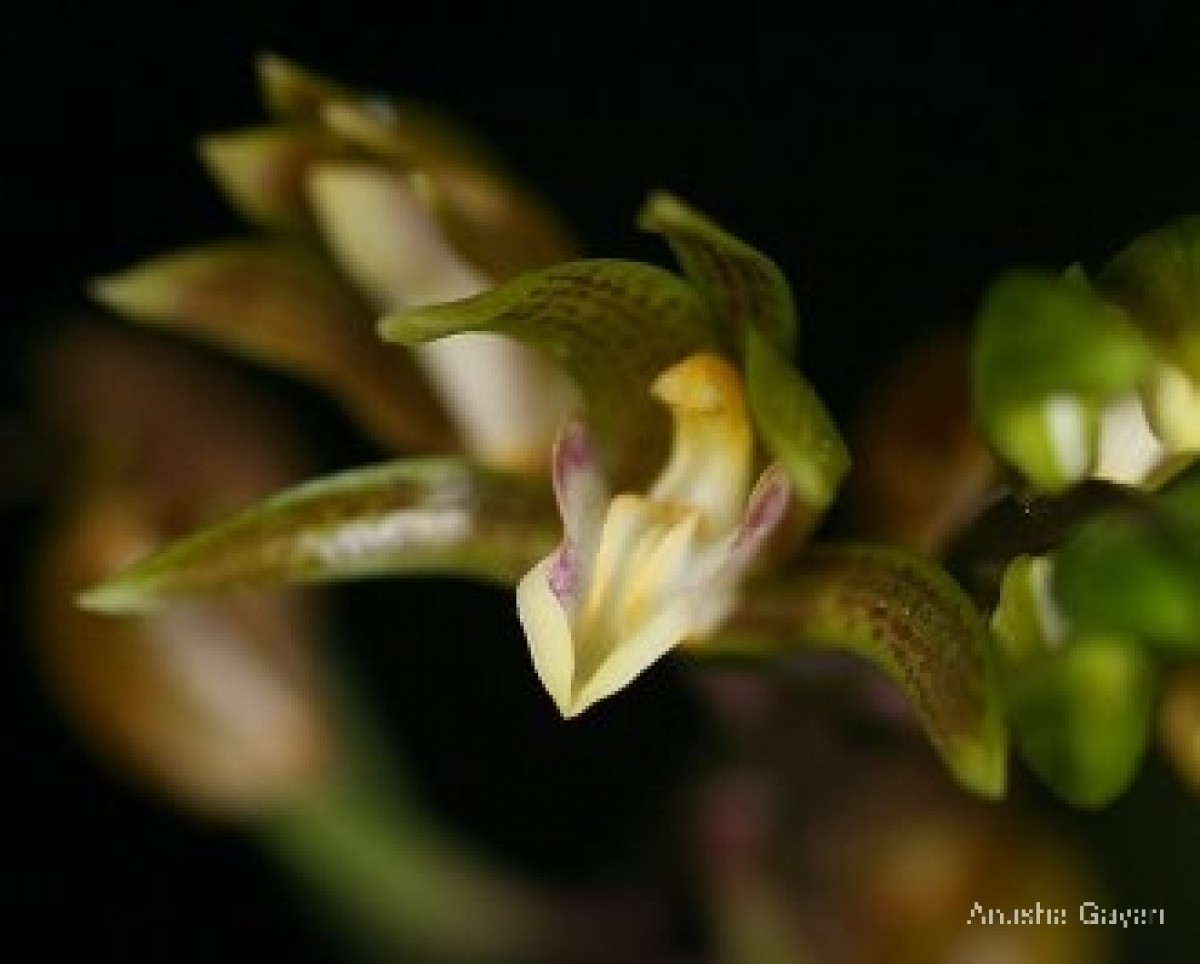 Chrysoglossum ornatum Blume